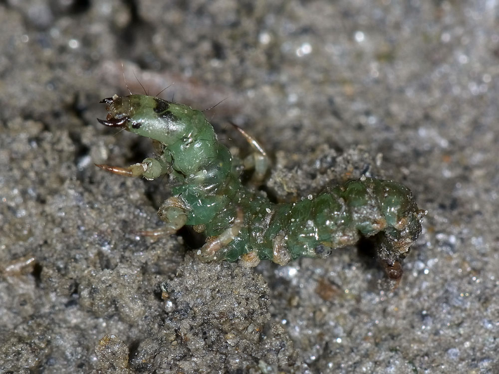 Piccolo mostriciattolo verde: larva di Rhyacophila sp.